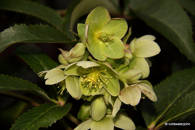 Courtyard Garden flowers in February