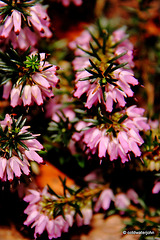 Courtyard Garden flowers in February