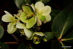 Courtyard Garden flowers in February