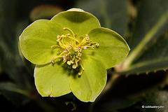 Courtyard Garden flowers in February