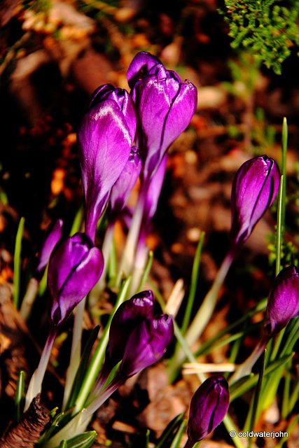 Courtyard Garden flowers in February