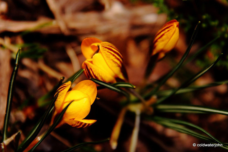 Courtyard Garden flowers in February