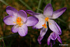 Courtyard Garden flowers in February