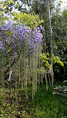 Glycine