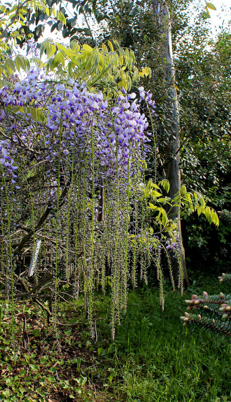Glycine
