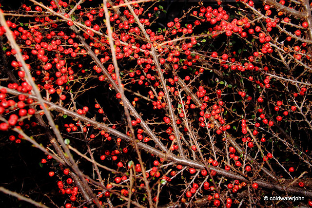 Courtyard Garden in February