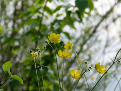 Butterblumen