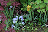 Iris nains
