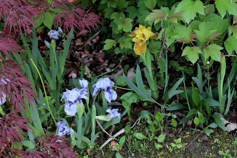 Iris nains