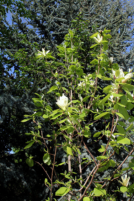 Magnolia