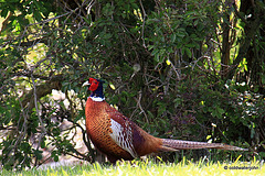 Cock pheasant camouflaged for Hide and Seek