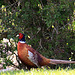 Cock pheasant camouflaged for Hide and Seek