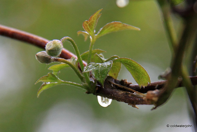 Clematis budding in the rain