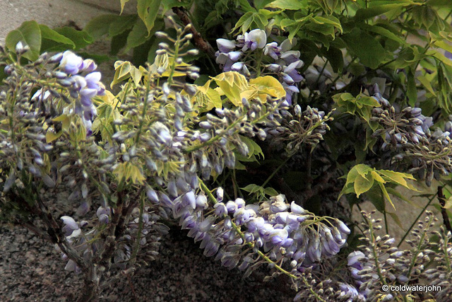 Courtyard Garden: May Evening