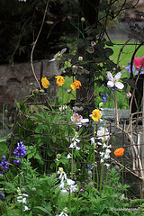 Courtyard Garden: May Evening