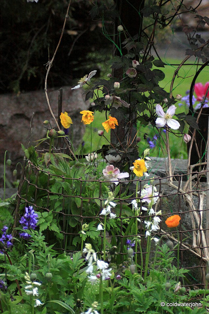 Courtyard Garden: May Evening