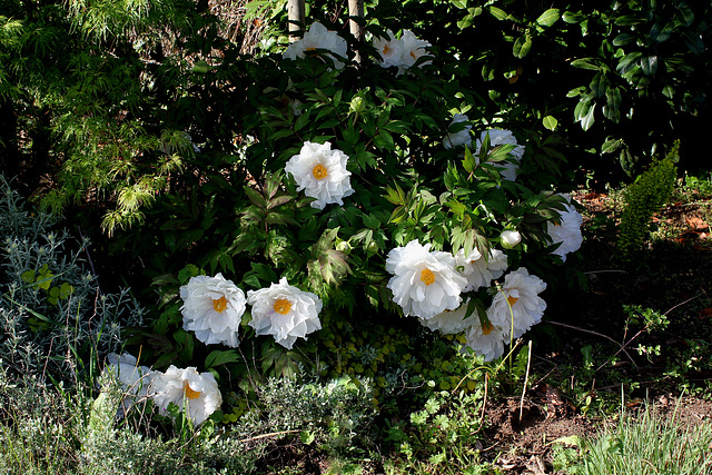 Paeonia suffruticosa (2)