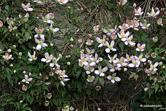 Courtyard Garden: May Evening