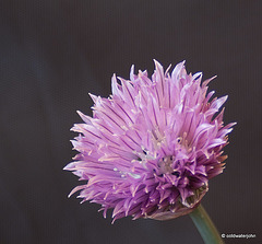 Chive flower, using focus stacking technique