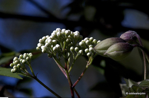 Clematis and Rowan buds