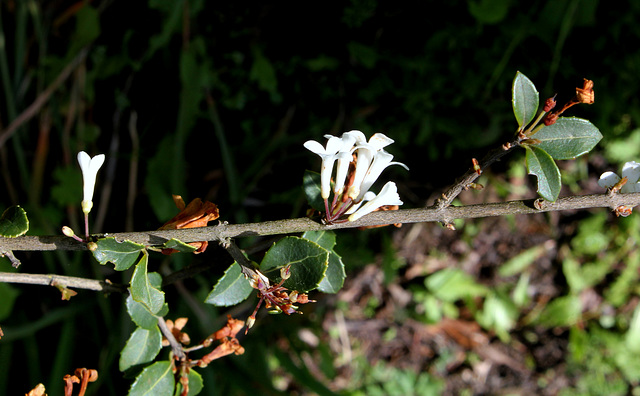 Osmanthus delavayi