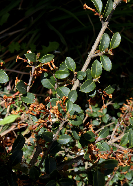 Osmanthus delavayi-001