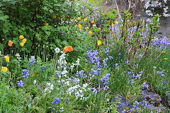 Courtyard Garden series - May 25th