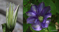 Clematis: The President