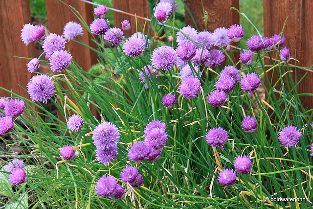 Chives in flower