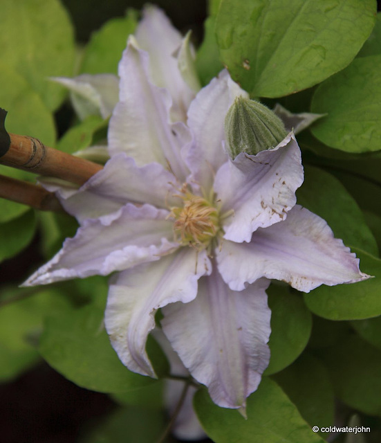 Clematis Angelique