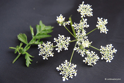 Cow Parsley?