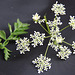 Cow Parsley?