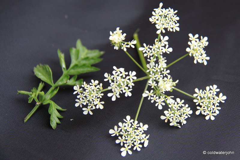Cow Parsley?