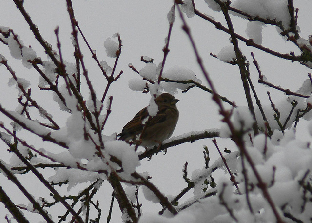 Winterhärte