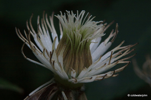 Clematis seedhead