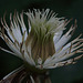 Clematis seedhead