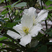 Clematis climbing through the Rowan tree