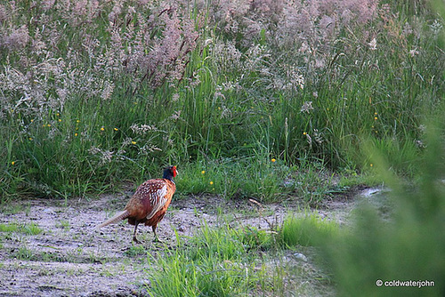 Cock Pheasant's Evening Stroll down a sunlit field edge