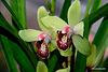 Cymbidium Orchid