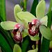 Cymbidium Orchid