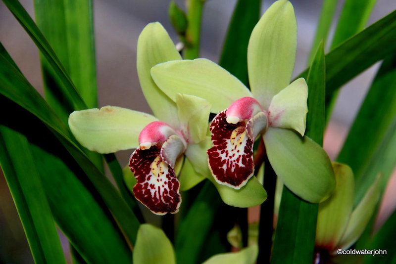 Cymbidium Orchid