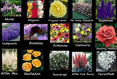 Crib sheet for the new flowerbed contents