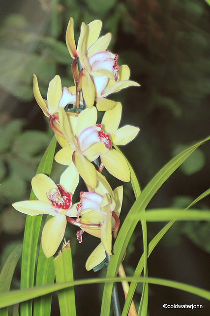 Cymbidium