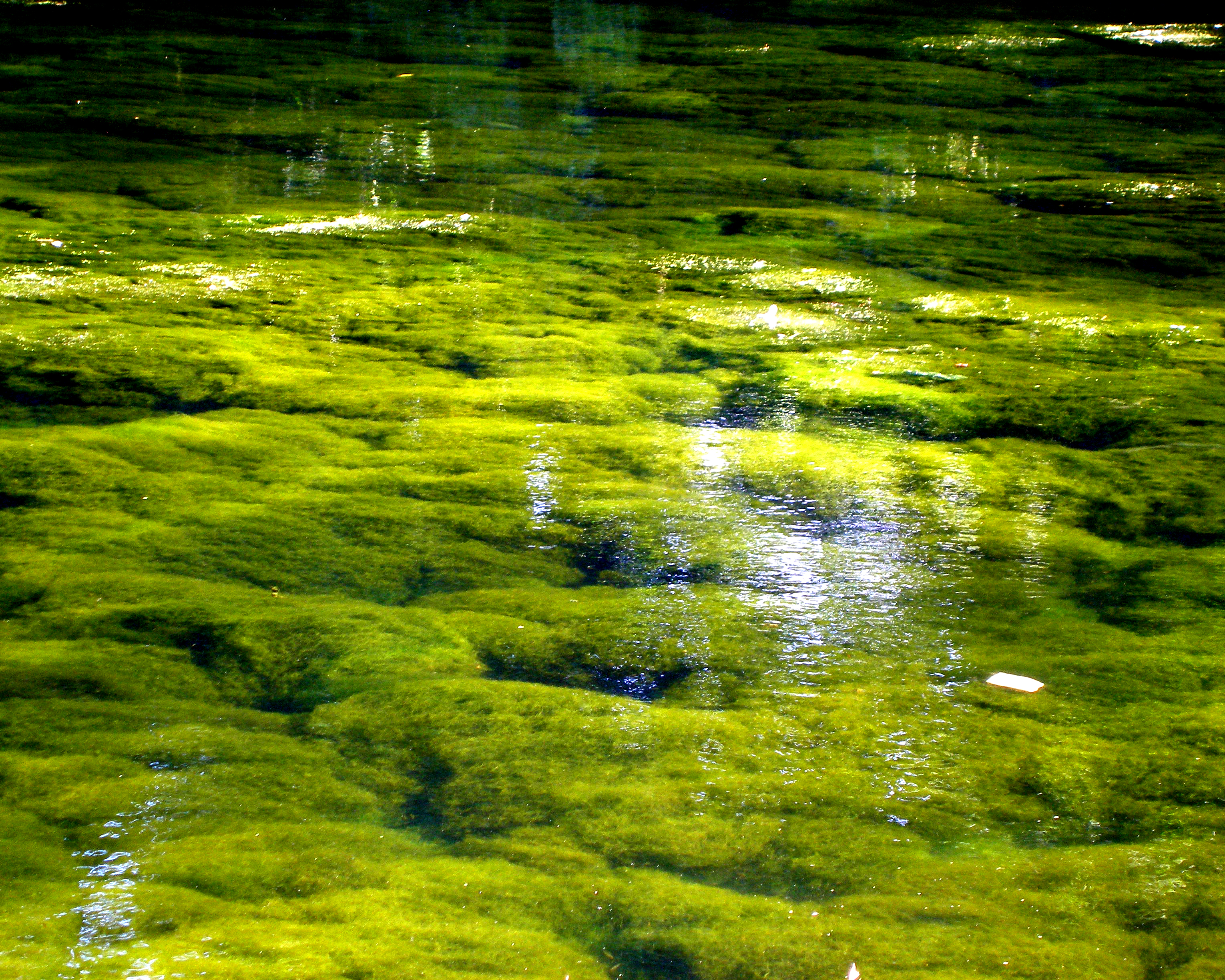 Cool Green Heaven