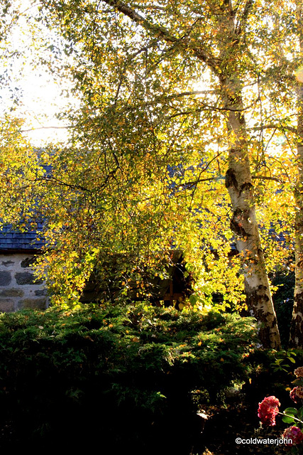 Courtyard Silver birch - autumn colours