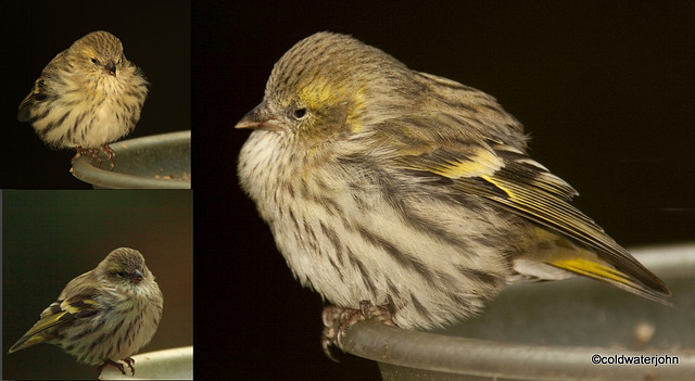 Chilled siskin waiting for dinner