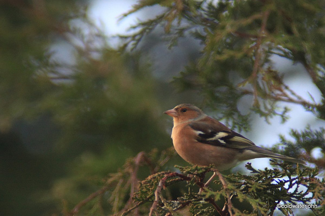 Chaffinch