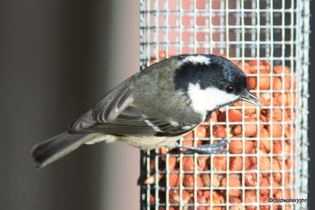 Coaltit