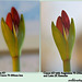 Comparing Canon 70-200mm f2.8 vs. Angeniuex 70-210mm f3.5