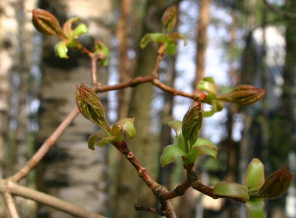 Come a Beltane!